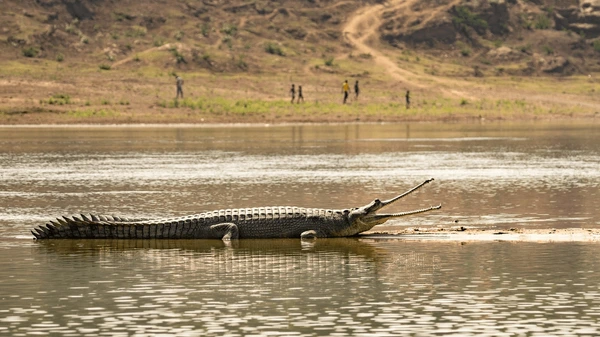 Chambal Safari Booking in Ranthambore