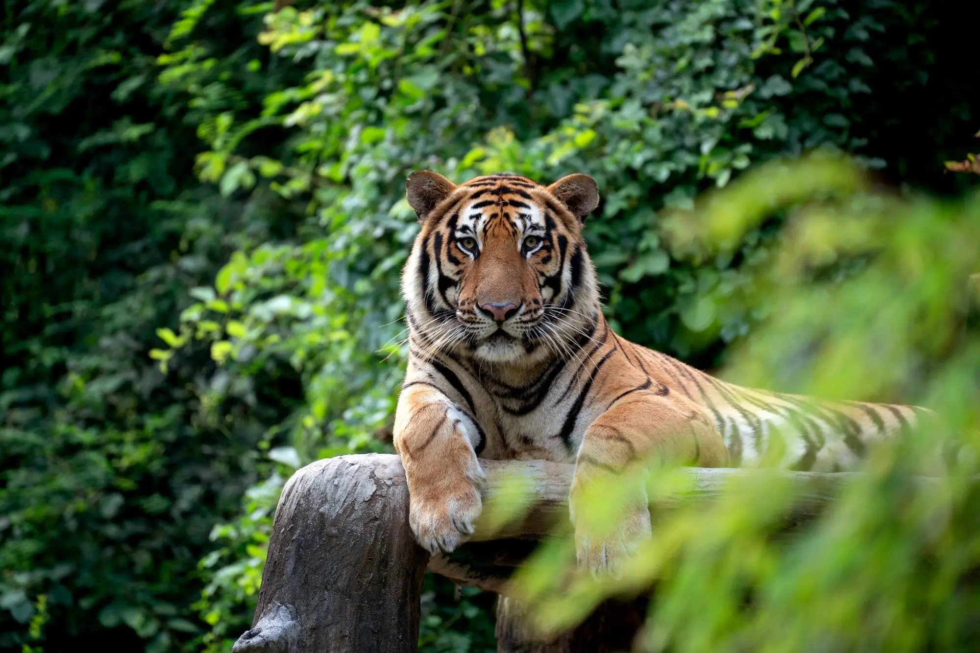 Ranthambore National Park Tiger Safari Booking